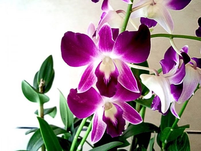 Understanding the “Orchid Child”